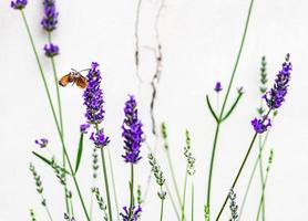 plante de lavande en fleurs dans le jardin photo