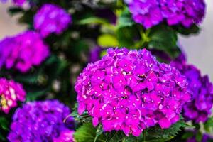 fleurs d'hortensia violet dans le jardin photo