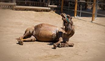 un chameau dans un parc de chypre photo