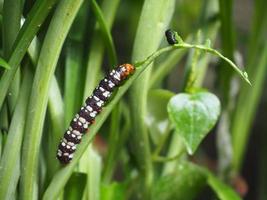 chenilles, amaryllis borer moth, brithys crini mangeant délicieusement les feuilles photo