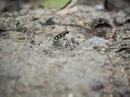 cicindèle ou cicindela campestris marchant sur le sol, le motif est très mignon et beau photo