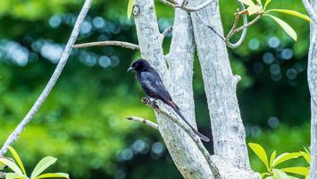 drongo noir, dicrurus macrocercus, ganeshgudi, karnataka, inde photo