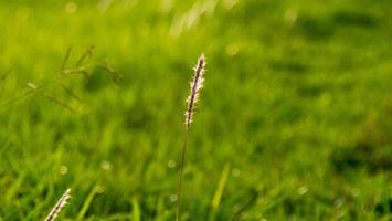 fleur d'herbe sur le champ d'herbe photo