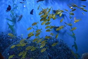 poisson jaune d'okinawa dans un aquarium d'eau douce. photo