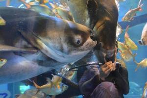 plongeur nourrissant des poissons, spectacle d'alimentation à l'aquarium de bueng chawak. photo