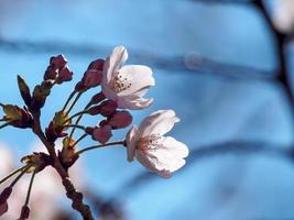 gros plan de feuillage de fleurs de cerisier photo