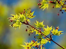 jeunes feuilles d'érable sur une branche photo