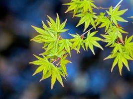 jeunes feuilles d'érable avec un fond sombre photo