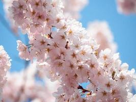 bouquet de fleurs de cerisier photo