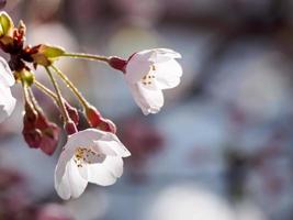 gros plan de fleurs de cerisier photo