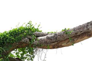 vigne sur arbre, feuilles de vigne sur fond blanc photo