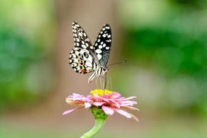 papillon sur fleur photo