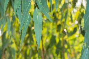 plante de feuilles d'eucalyptus photo