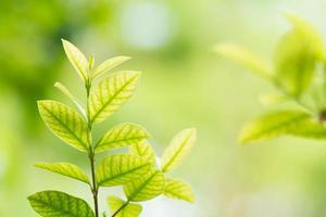 fond vert feuille photo