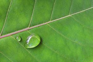 déposer de l'eau sur une feuille verte photo