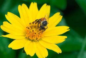 abeille sur fleur photo