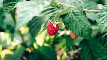 les framboises rouges poussent sur des buissons aux feuilles vertes photo