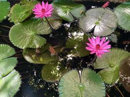 fleur de lotus qui fleurit le matin photo