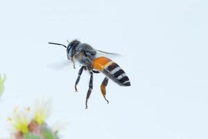 une abeille volante isolée sur fond blanc photo