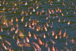 poissons koi colorés dans l'eau, écrevisses, carpes photo