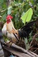 stand de poulet thaï sur le vieux bloc de bois photo