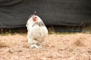 poulet géant brahma debout sur le sol dans la zone agricole photo