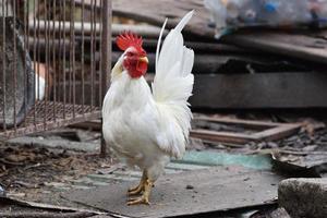 stand de poulet thaï sur le vieux bloc de bois photo