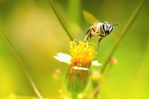 une abeille volant vers la belle fleur photo