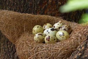 oeufs de cailles dans un nid de foin photo