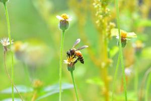 une abeille perchée sur la belle fleur photo