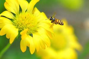 une abeille volant vers la belle fleur photo