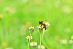 une abeille perchée sur la belle fleur photo