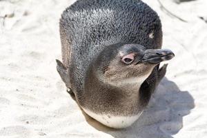 portrait de pingouin sud-africain couché photo