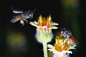 une abeille volant vers la belle fleur photo