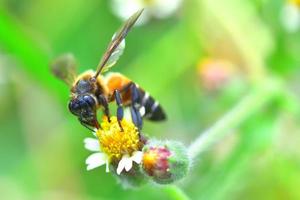 une abeille perchée sur la belle fleur photo