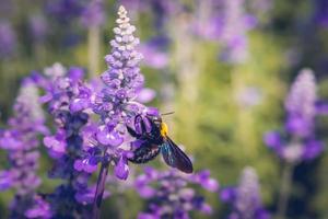 abeille charpentière perchée sur les belles fleurs de la nature photo