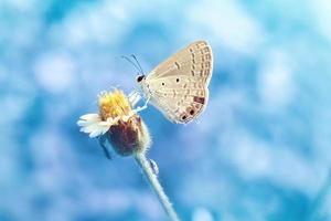 un papillon perché sur la belle fleur photo