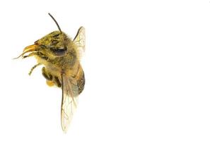 une abeille isolée sur fond blanc photo