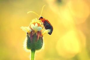 bug du coléoptère de la citrouille perché sur la belle fleur photo