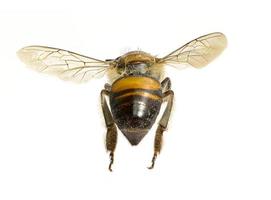 une abeille isolée sur fond blanc photo