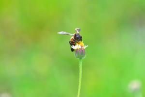 une abeille perchée sur la belle fleur photo