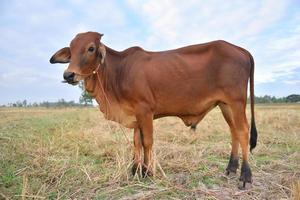 les vaches debout dans les champs au lever du soleil et le beau ciel photo