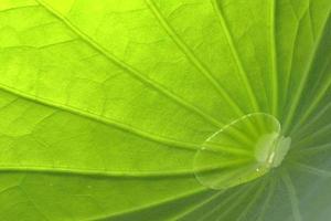 gros plan, de, a, lotus vert, feuille, beau, texture, fond photo