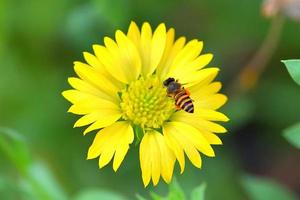 une abeille volant vers la belle fleur photo