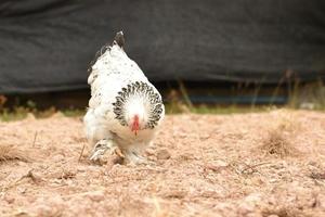 poulet géant brahma debout sur le sol dans la zone agricole photo