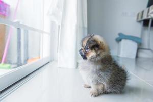 Cute puppy pomeranian mixed breed pékinois chien assis regardé attendu le patron à la porte vitrée à la maison photo