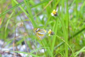 un papillon perché sur la belle fleur photo