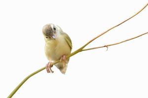 oiseau est assis sur la branche d'arbre au clair de lune photo