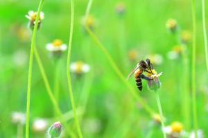 une abeille perchée sur la belle fleur photo