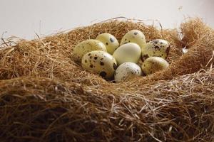 oeufs de cailles dans un nid de foin photo